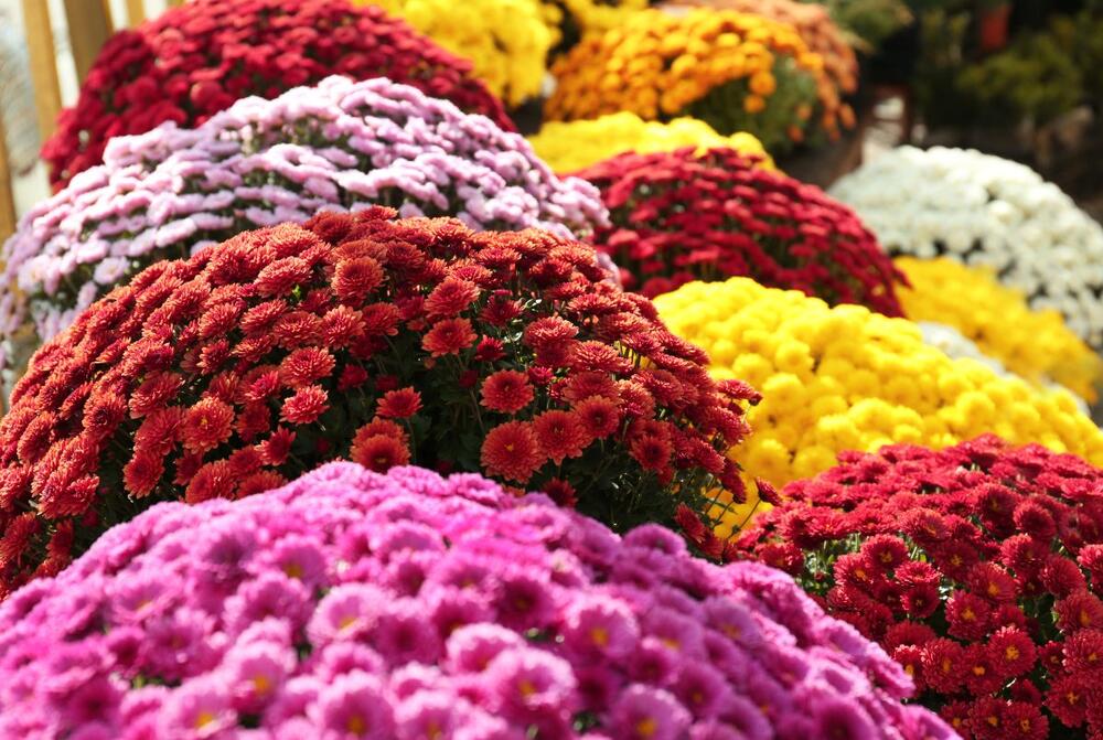 Saksije pune hrizantema