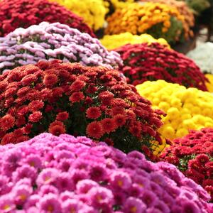 Najlepše mirisne biljke teraju krpelje: Posadite ih u svom dvorištu i više nikad nećete videti ove male napasti