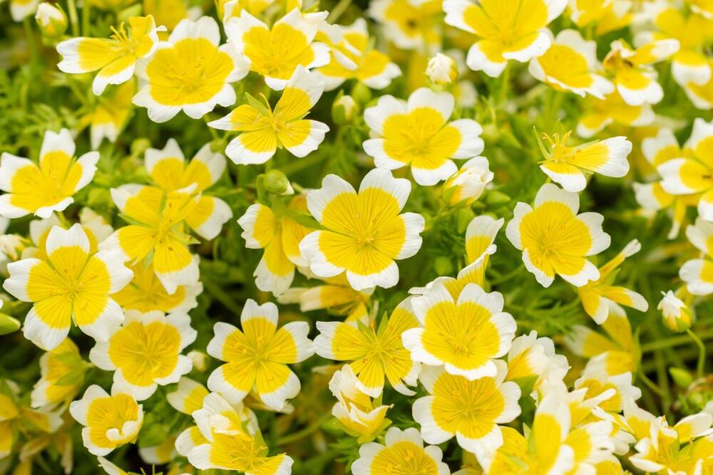 Jaje na oko (lat. Limnanthes douglasii) podseća na poznato jelo od jaja, kao i na kuvano jaje presečeno napola