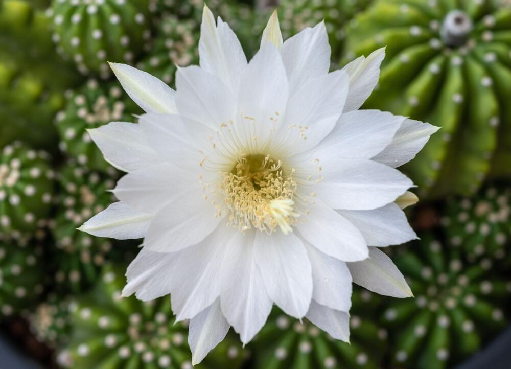 Echinopsis, loptasti kaktus koji cveta, vrlo je popularan izbor za dom, ali s njim treba, prema feng šuiju, biti na oprezu