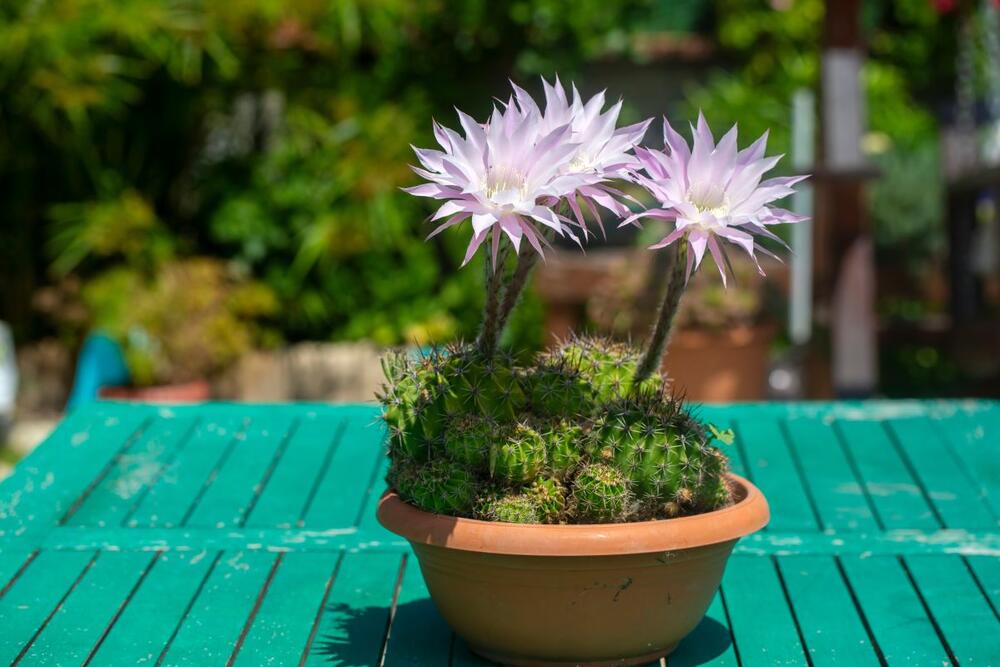 Echinopsis kaktus sa cvetovima