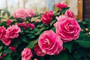 Jednostavno je, a na proleće će vam ruže cvetati kao lude: Evo šta treba da uradite do kraja januara u bašti