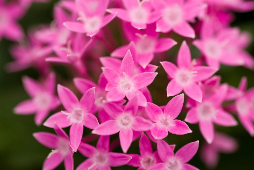 Egipatska zvezda (lat. Pentas lanceolata) obožavana je afrička lepotica