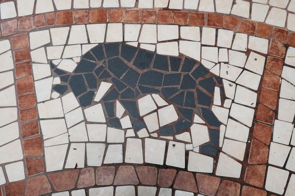 Bivo - kineski horoskop