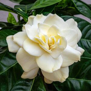 Lepša i mirisnija od ruže, a uspeva i u saksiji: Kremastobela gardenija je veličanstven ukras, ali nije za svačiji dom