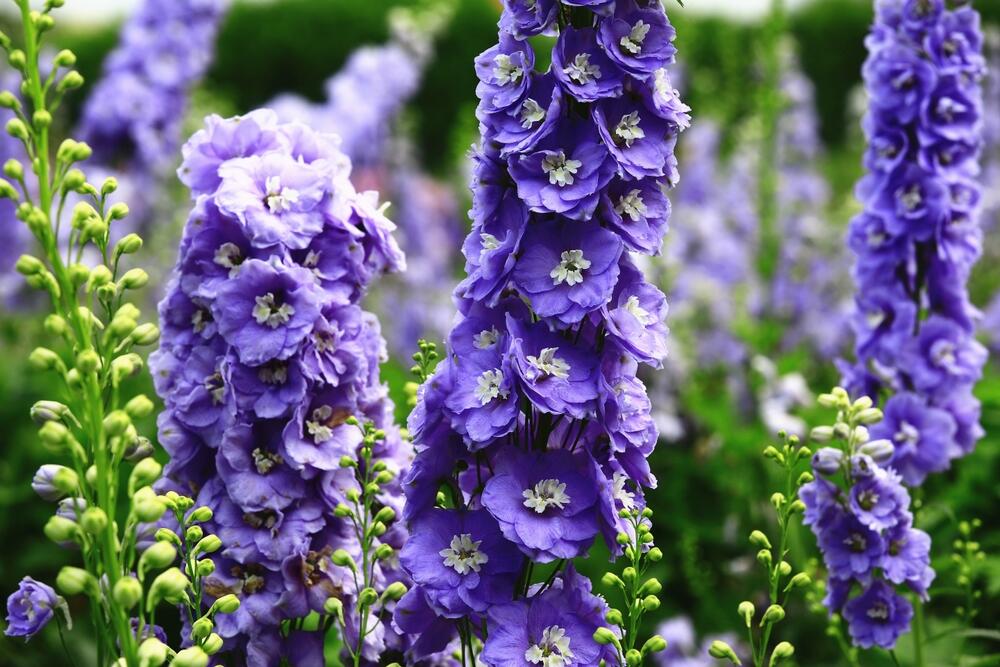 Delphinium elatum u bašti