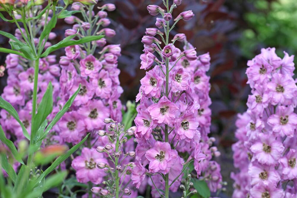 Lila delfinijum po imenu Đulijeta