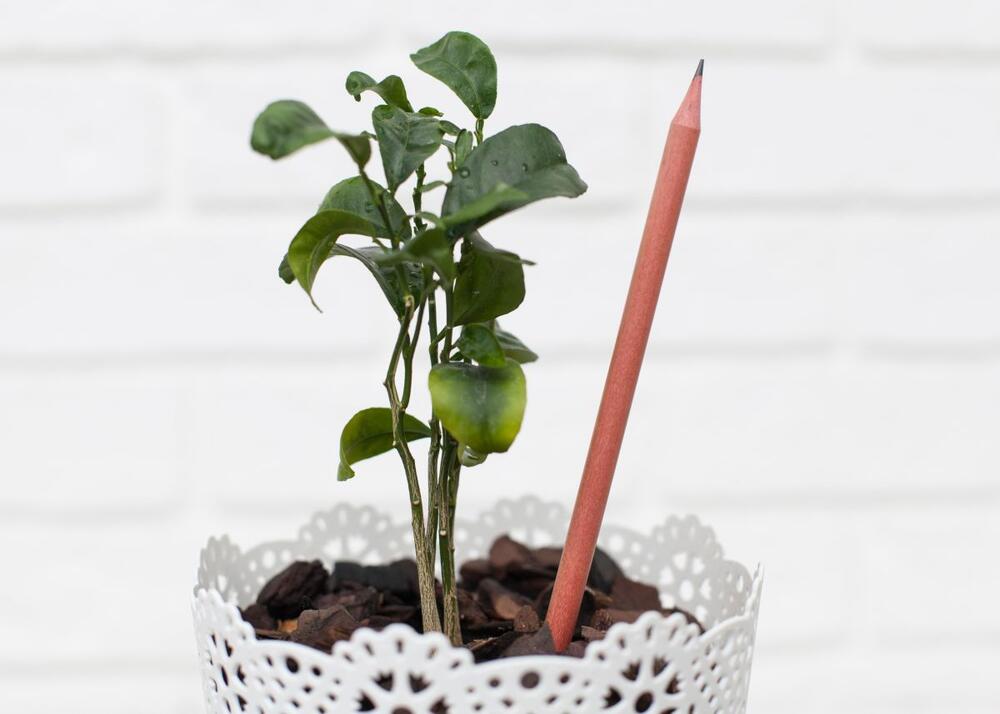 Test olovkom jedan je od najjednostavnijih načina da otkrijete je li zemlja dovoljno suva za novo zalivanje