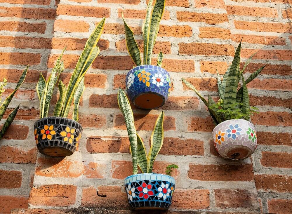 Prelepa Dracaena trifasciata u dekorativnim saksijama na suncu