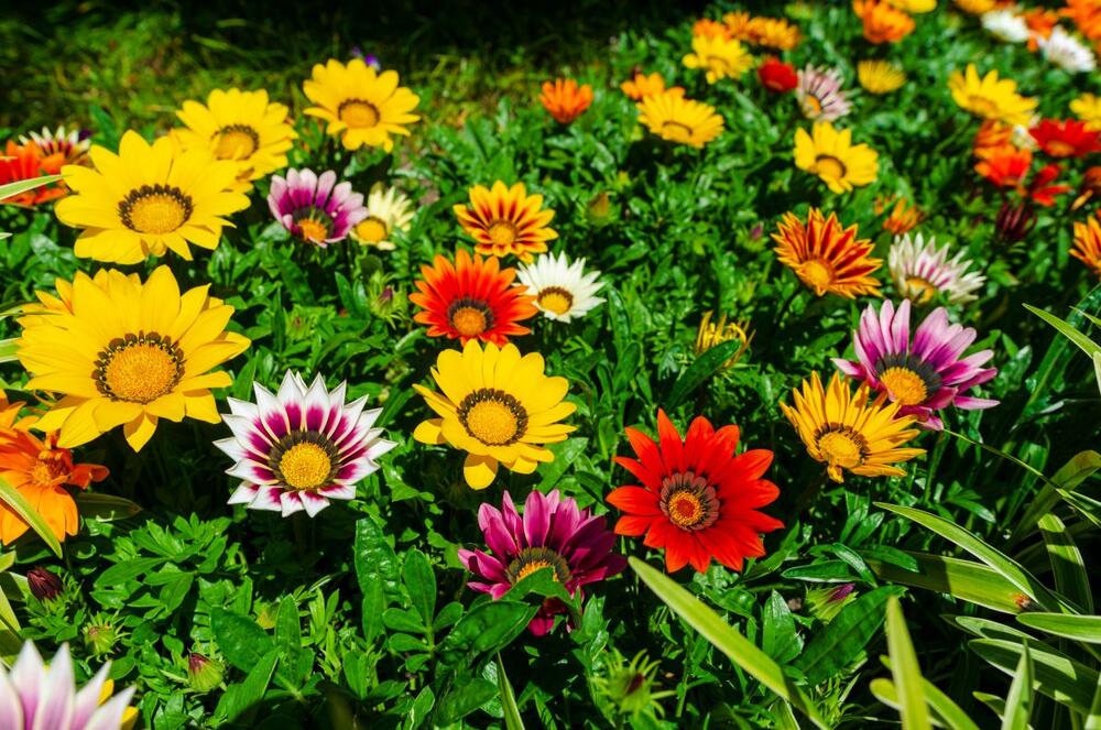 Sunčica (lat. Gazania) jedna je od najlepših i najzahvalnijih biljaka