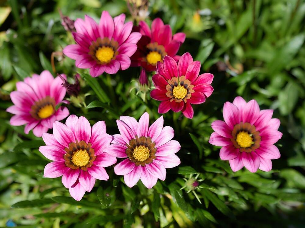 Sunčica (gazanija) je idealan izbor ako želiš letnje cveće koje ne traži mnogo brige, ali zato daje maksimalan efekat. 