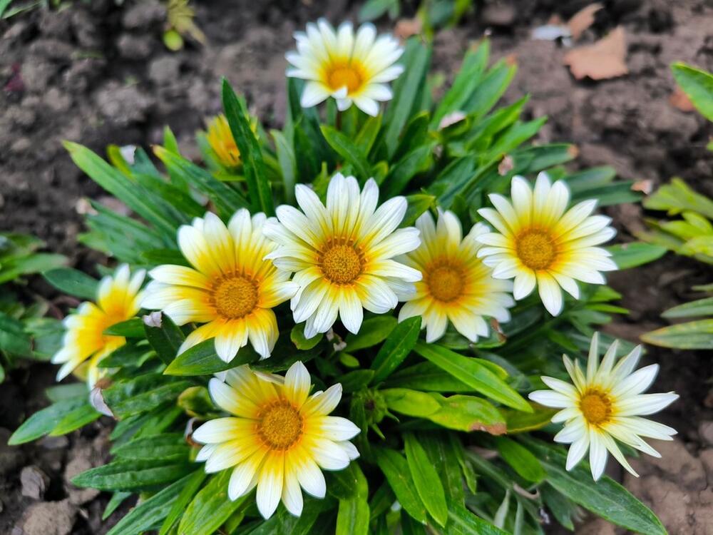 Gazanija, poznata i kao sunčica, jedno je od najzahvalnijih i najlepših letnjih cveća za balkone, terase i vrtove. Njeni cvetovi jarkih boja nalik suncokretima otvaraju se samo kad ima dovoljno svetlosti, pa s razlogom nosi ovo vedro ime.