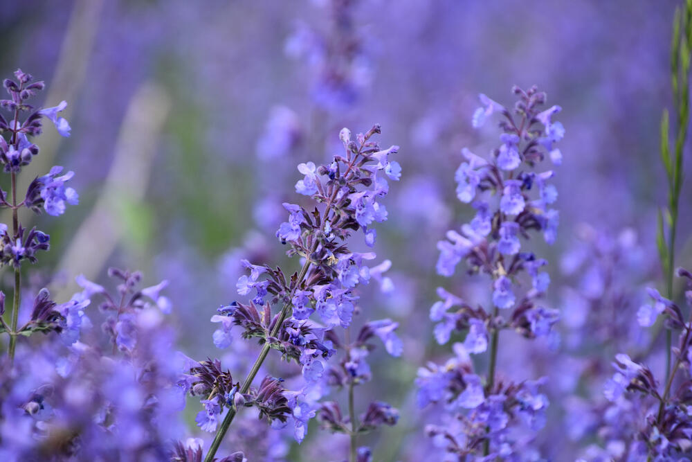 Macina trava budi euforiju kod mačaka