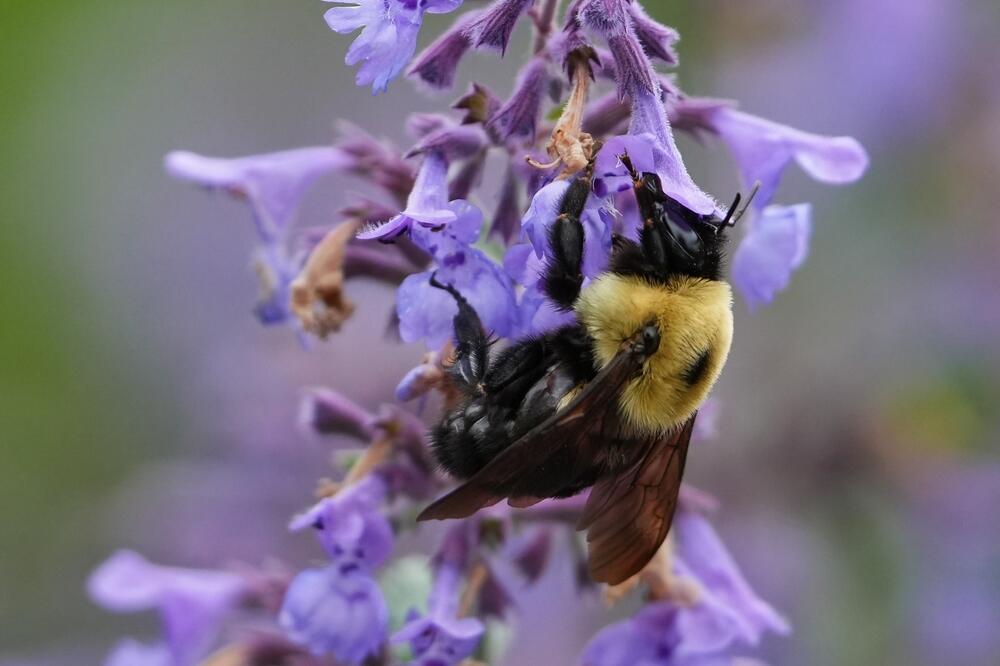 Macina trava je medonosna i privlači pčele