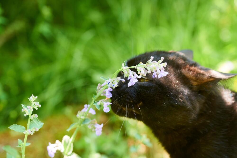 Mačja metvica podstiče mačke na ponašanje slično 'teranju'