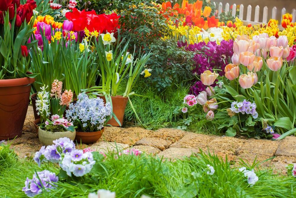 Da li ste znali da kora od krompira može da bude sjajna u nezi biljaka?