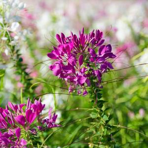 10 jednogodišnjih biljaka koje najbolje uspevaju na direktnom suncu: Prelepi cvetovi krasiće vašu baštu celog leta