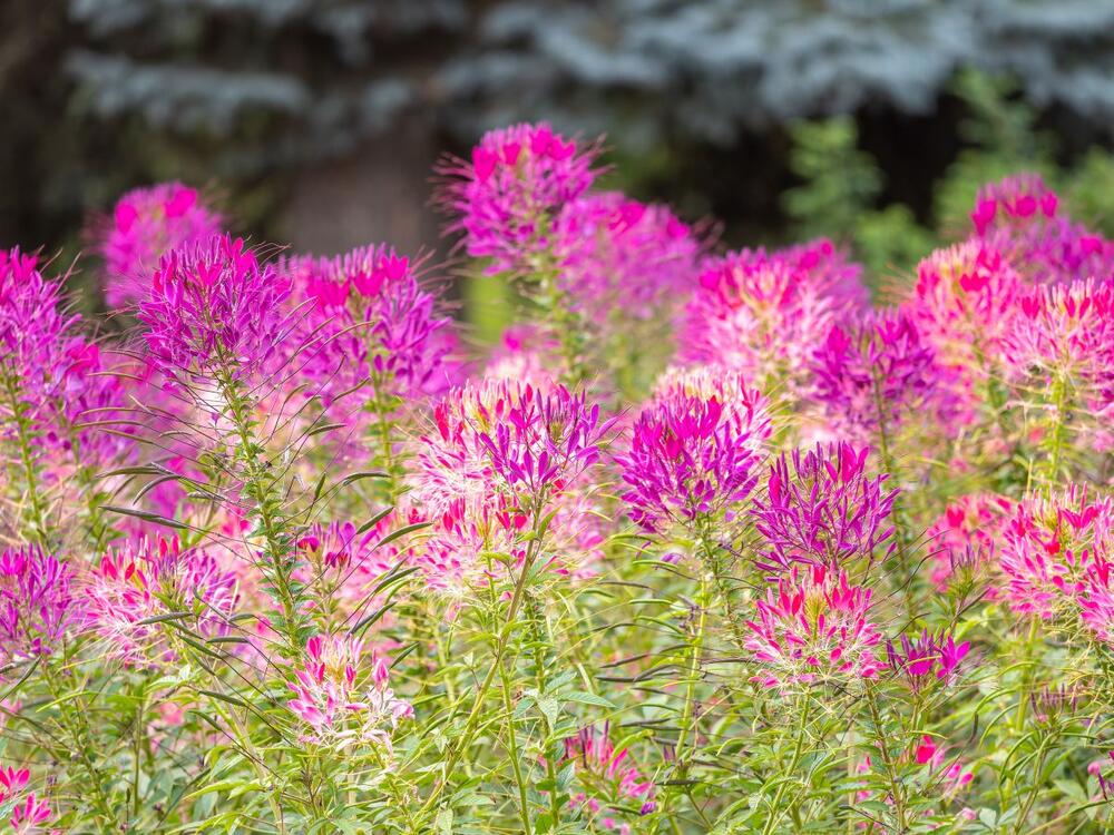 <p>Cvet koji je idealan za "lenje" baštovane</p>