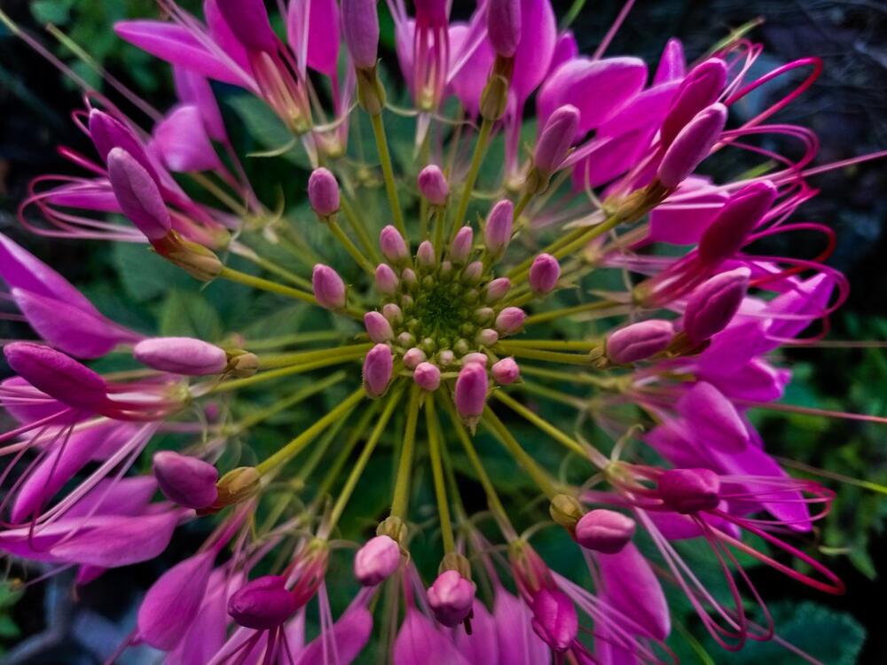 <p>Cvet koji je idealan za "lenje" baštovane</p>