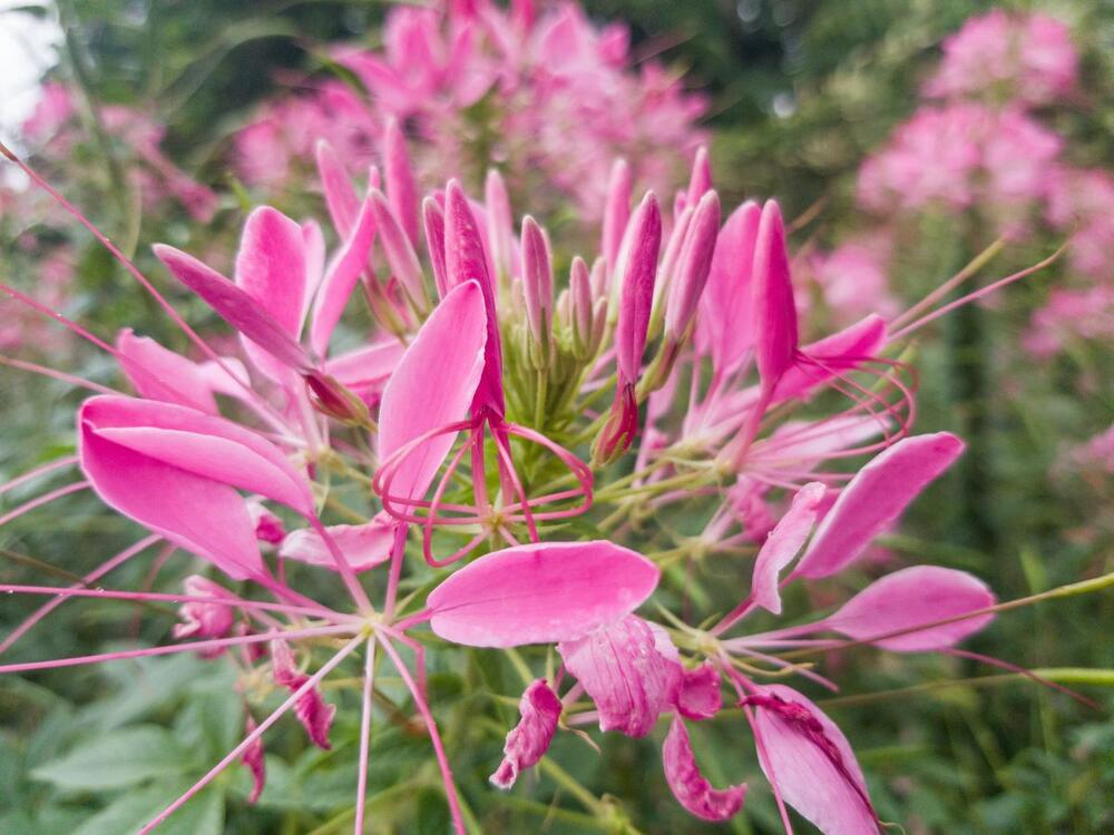 <p>Cvet koji je idealan za "lenje" baštovane</p>