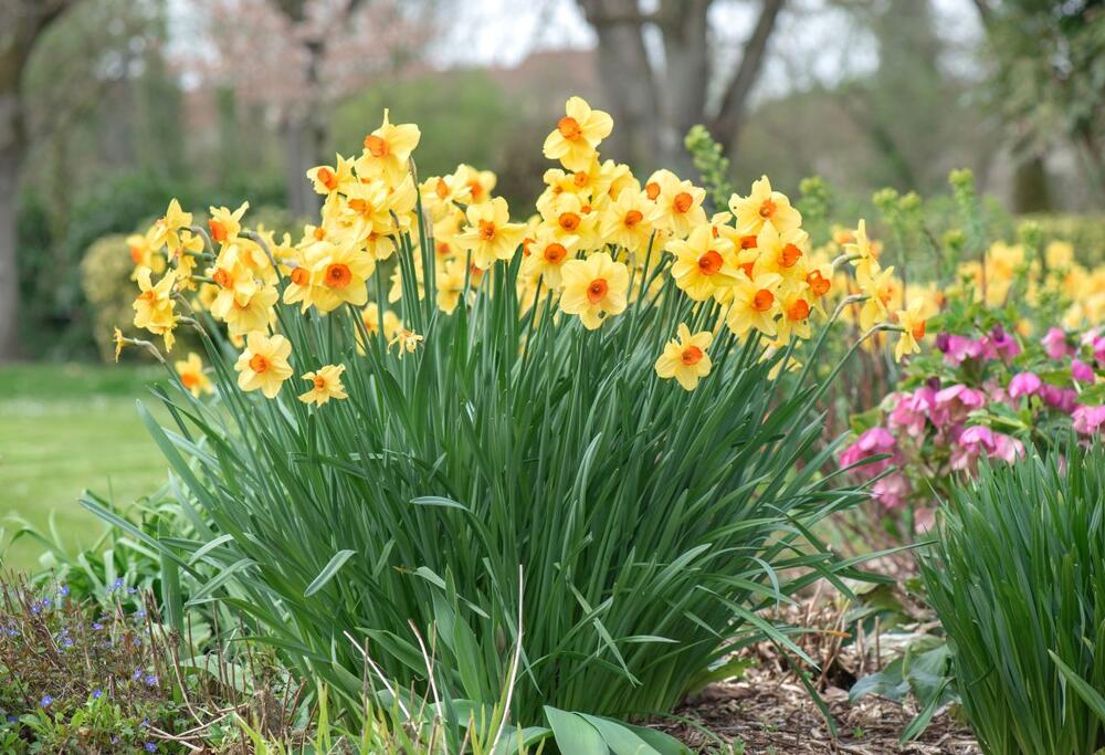 NARCISE JE BOLJE DRŽATI PODALJE OD HRANE 