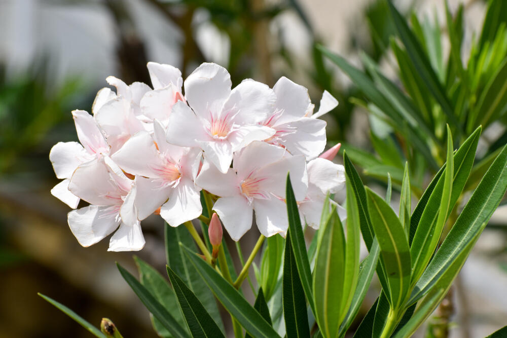 Beli oleander u saksiji