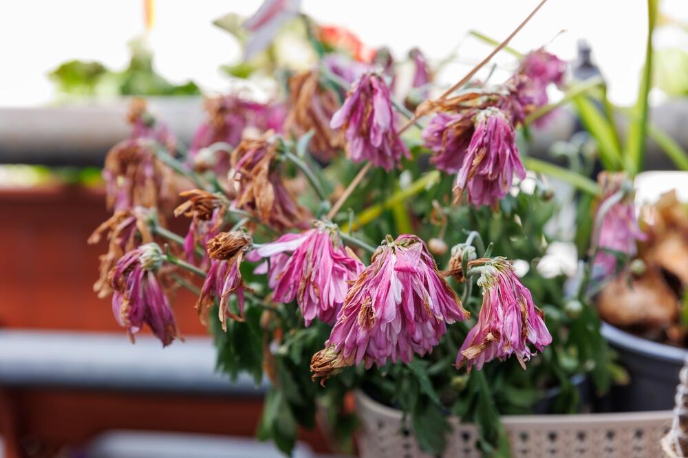 BIljka kojoj vise listovi i cvetovi