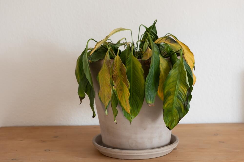 Biljka pred uvenućem