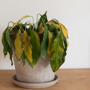 Kako oživeti biljke koje su počele da se suše, jer ih niste zalivali? Ovo je spas u zadnji čas, a 3 koraka su najvažnija