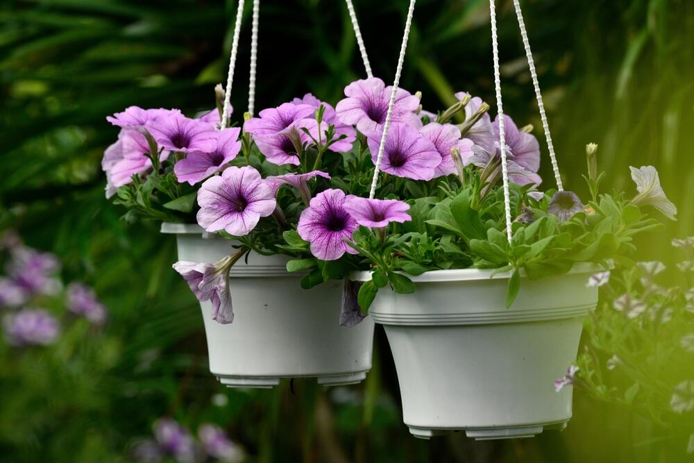 Lila petunije u korpama u dvorištu