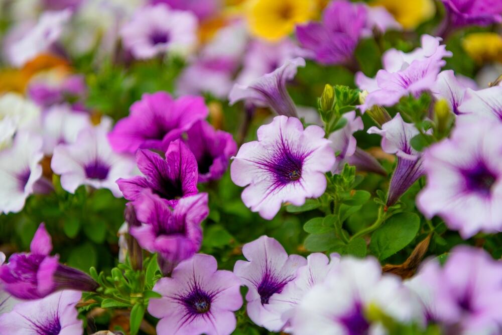 Petunija je rod biljaka koji obuhvata 35 vrsta poreklom iz Južne Amerike