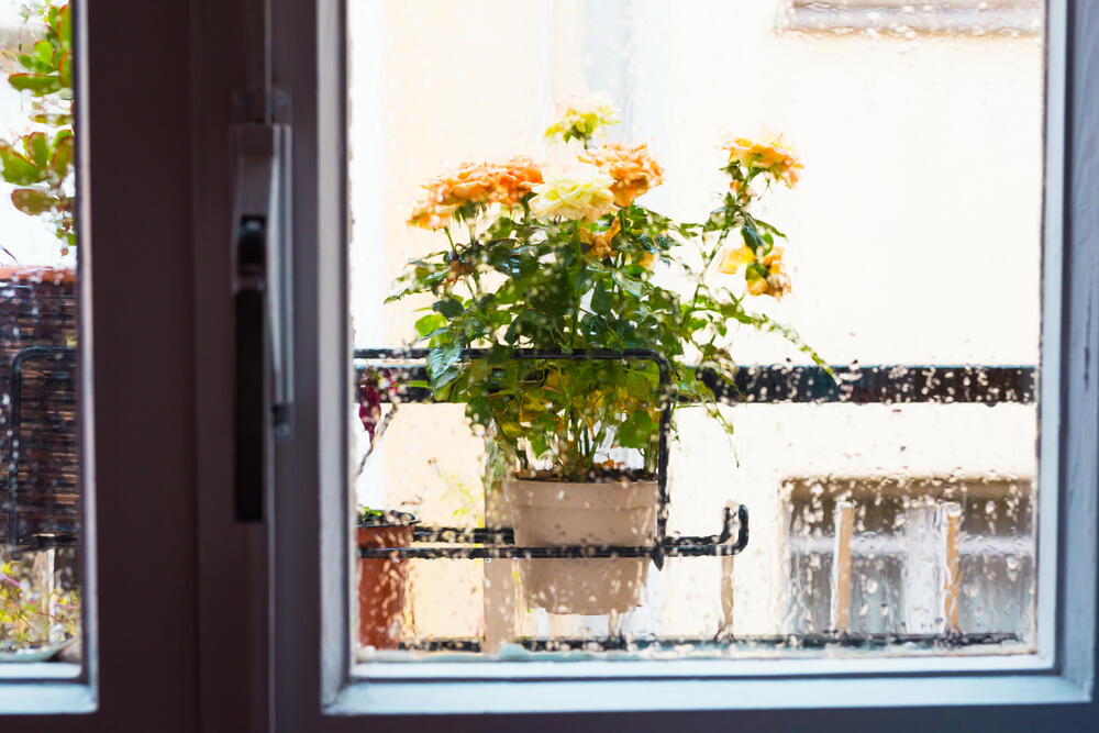 Kišnica ne sadrži kamenac, pa je mnogo zdravija za biljke od 'česmovače'.