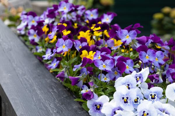 Jedna će uvek uvenuti: Ove vrste biljaka ne smeju da rastu zajedno u bašti