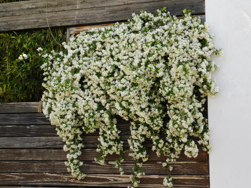 Zvezdasti jasmin (lat. Trachelospermum jasminoides)