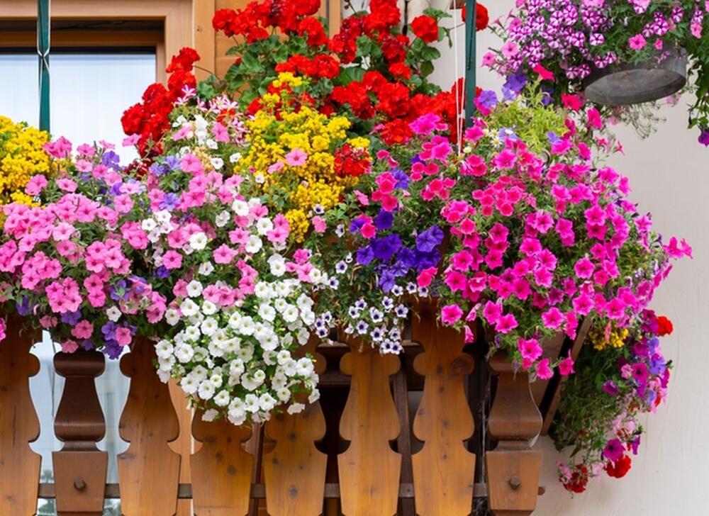 Bujno cveće na terasi