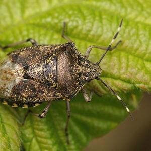 Kako da se rešite smrdibuba? 3 jednostavna načina da dosadne insekte oterate zauvek