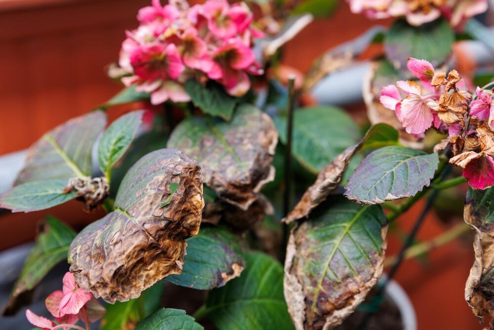 Cveće sa listovima na kojima je vidljivo oštećenje od sunca