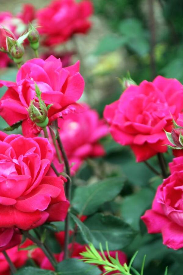 6 biljaka koje treba sada da orežete ako želite bujan i predivan vrt u proleće: Nega zimi je podjednako važna