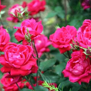 Oduzeće vam samo 10 sekundi, a podariće vam prelep pogled: Uz pomoć ovog trika zaštitite ruže od gljivica