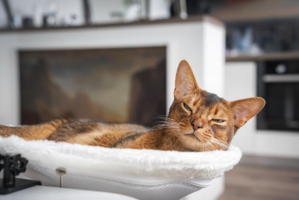 Da li znate koja rasa važi za najinteligentniju među mačkama?