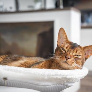 Zovu je Anjštajnom među kućnim ljubimcima: Ovo je najinteligentnija rasa mačaka