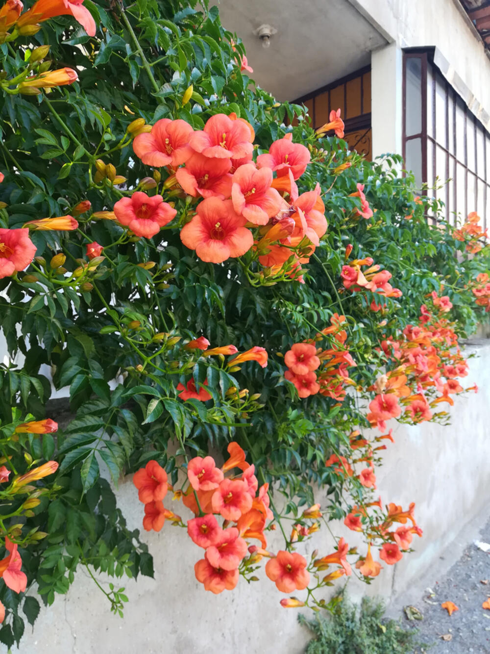 Narandžasta tekoma (lat. Campsis)