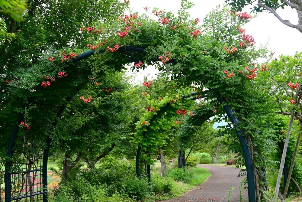 Penjačica tekoma u bašti
