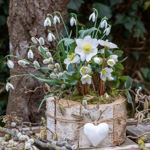 Posadite ga pre zime, procvetaće već u aprilu: Čudesni višegodišnji cvet koji traje 50 godina i daje raskoš svakoj bašti