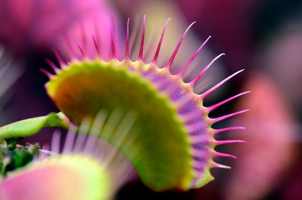 Venerina muholovka (lat. Dionaea muscipula), najpoznatija biljka mesožderka