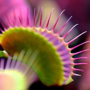 Nega biljke mesožderke je jednostavna: Sama sebi lovi đubrivo, a kad pomislite da je mrtva –ne bacajte je, samo odmara