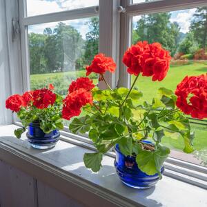 Kada uneti biljke s terase i koje smeju da ostanu napolju? (Pred)jesenja pravila zavise od temperature i vrste cveća