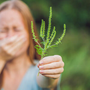 Kako se zaštititi od ambrozije u septembru? 5 načina da smanjite izloženost polenu i sprečite alergijske reakcije