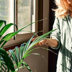 5 biljaka koje treba prihranjivati u decembru: One ne ulaze u fazu mirovanja i nagradiće vas prelepim cvetovima