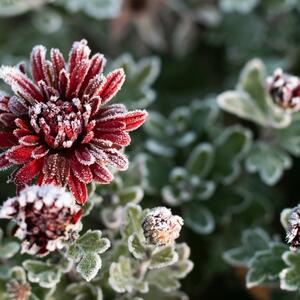 One će cvetati čak i kad padne sneg: Top 5 vrsta cveća kojima mraz ne može ništa